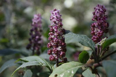 Phytolacca rugosa, photographed by Alejandro Ruiz-Garcia