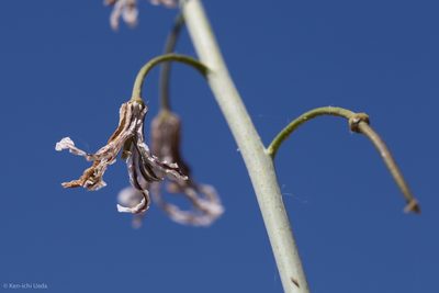 Streptanthus coulteri, photographed by Ken-ichi Ueda