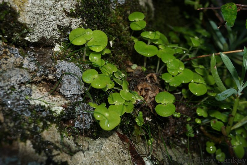 Crassula nemorosa, photographed by Andrew Hankey