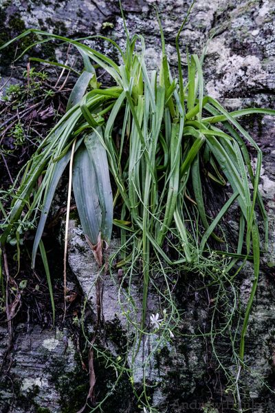 Trachyandra giffenii, photographed by Andrew Hankey