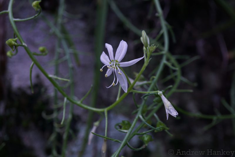 Trachyandra giffenii, photographed by Andrew Hankey