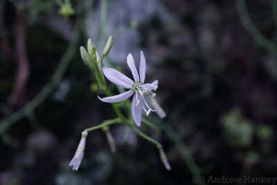 Trachyandra giffenii, photographed by Andrew Hankey