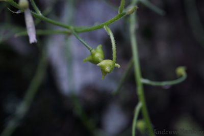 Trachyandra giffenii, photographed by Andrew Hankey