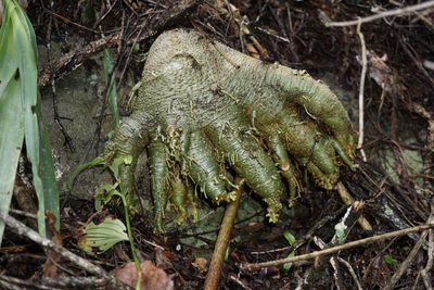 Fockea edulis, photographed by Andrew Hankey