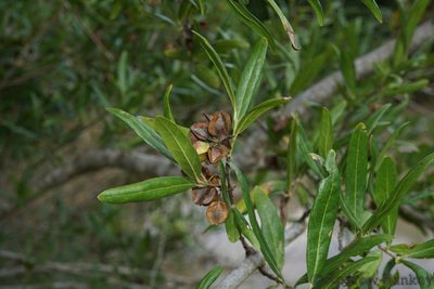 Combretum afrum, photographed by Andrew Hankey