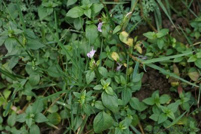Dicliptera clinopodia, photographed by Andrew Hankey