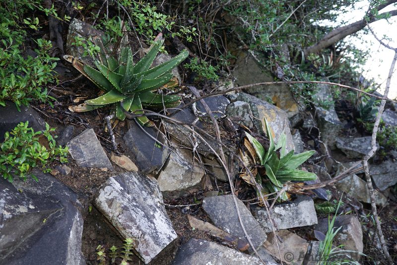 Gasteria excelsa, photographed by Andrew Hankey