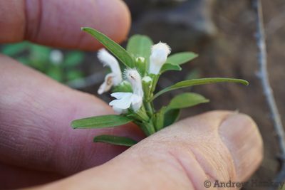 Leucas capensis, photographed by Andrew Hankey