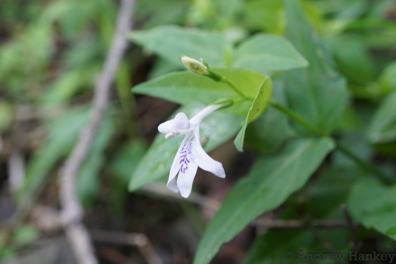 Asystasia stenosiphon, photographed by Andrew Hankey