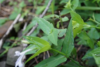 Asystasia stenosiphon, photographed by Andrew Hankey