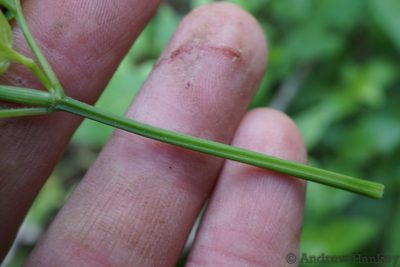 Asystasia stenosiphon, photographed by Andrew Hankey