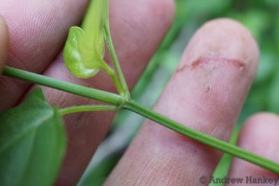 Asystasia stenosiphon, photographed by Andrew Hankey