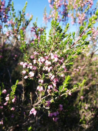 Erica simulans, photographed by Christiaan Viljoen