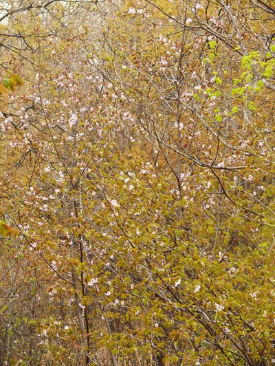 Prunus sargentii, photographed by Repina Tatyana