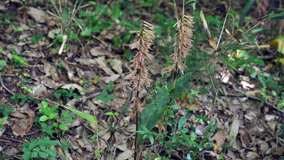 Cremastra appendiculata, photographed by Kim, Hyun-tae