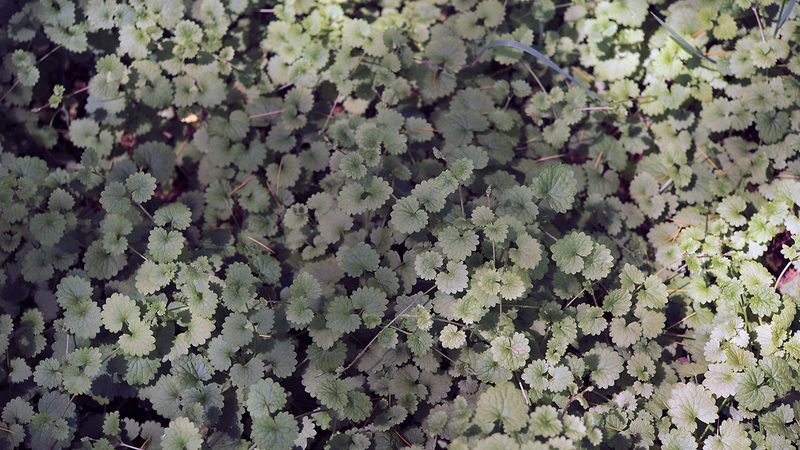 Glechoma longituba, photographed by Kim, Hyun-tae