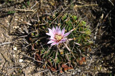 Stenocactus dichroacanthus, photographed by Juan Cruzado Cortés