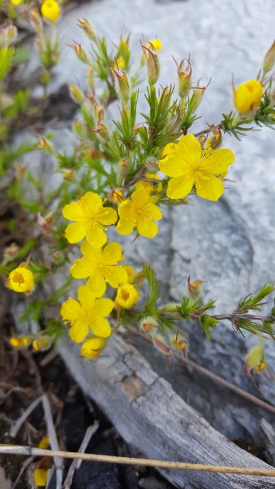 Hudsonia montana, photographed by snail_hiker