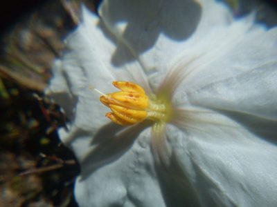 Lycianthes peduncularis, photographed by Carlos Martorell