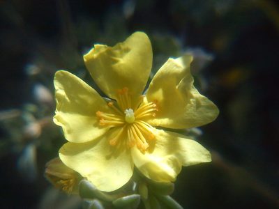 Crocanthemum glomeratum, photographed by Carlos Martorell