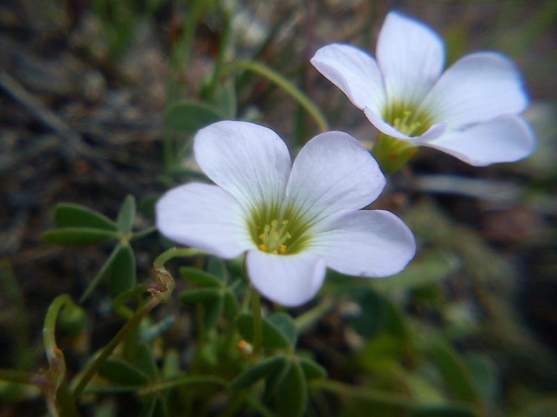 Oxalis lunulata, photographed by Carlos Martorell