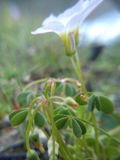 Oxalis lunulata, photographed by Carlos Martorell