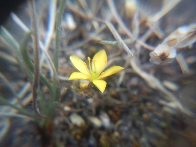 Phemeranthus oligospermus, photographed by Carlos Martorell