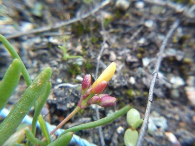 Phemeranthus oligospermus, photographed by Carlos Martorell
