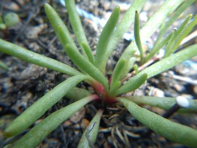 Phemeranthus oligospermus, photographed by Carlos Martorell