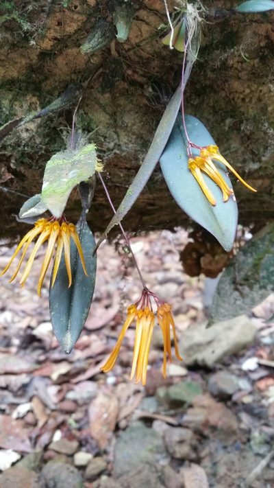 Bulbophyllum thaiorum, photographed by Eugene Popov