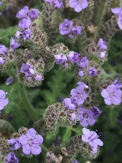 Phacelia floribunda, photographed by Sula Vanderplank