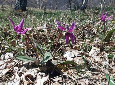 Erythronium sulevii, photographed by Nina Filippova