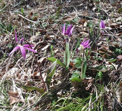 Erythronium sulevii, photographed by Nina Filippova