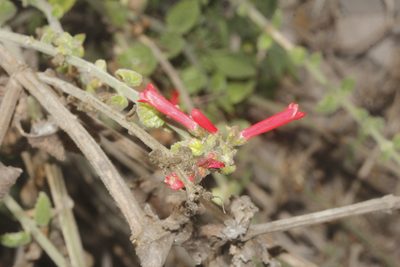 Russelia retrorsa, photographed by Juan Cruzado Cortés