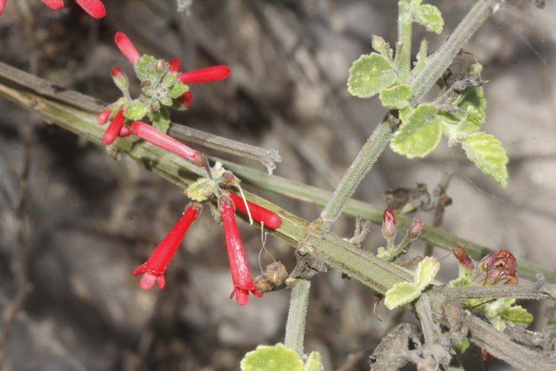 Russelia retrorsa, photographed by Juan Cruzado Cortés
