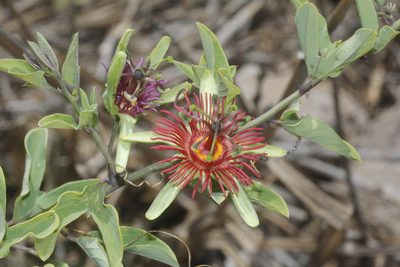 Passiflora mexicana, photographed by Juan Cruzado Cortés
