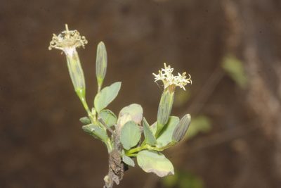 Porophyllum punctatum, photographed by Juan Cruzado Cortés
