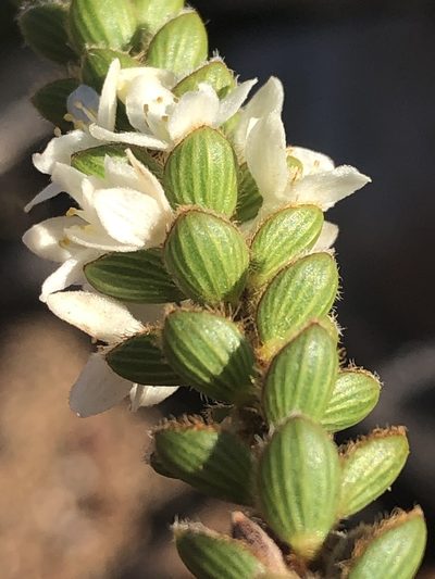 Lachnaea ruscifolia, photographed by Dave U