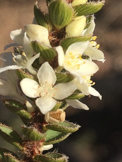 Lachnaea ruscifolia, photographed by Dave U