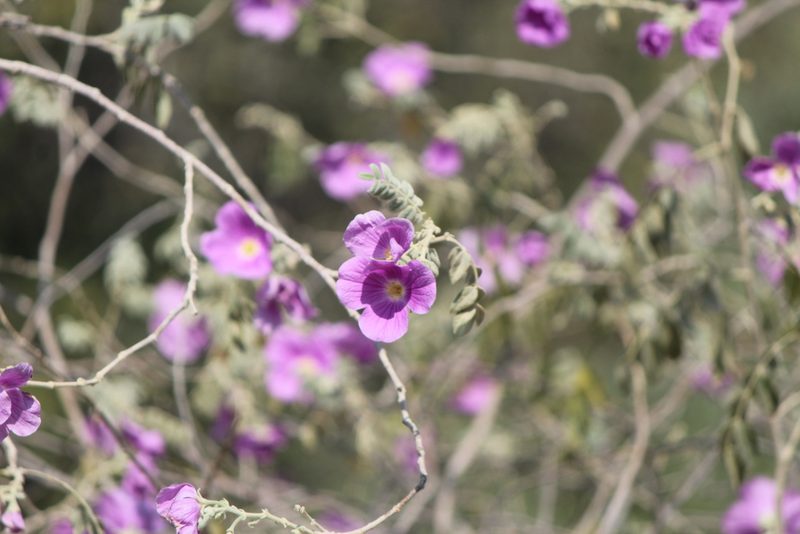 Morkillia mexicana, photographed by José Belem Hernández Díaz