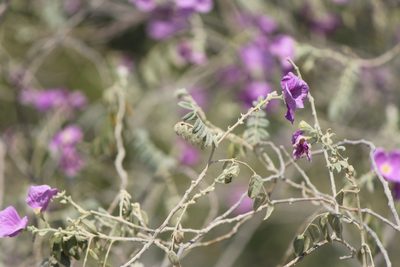 Morkillia mexicana, photographed by José Belem Hernández Díaz