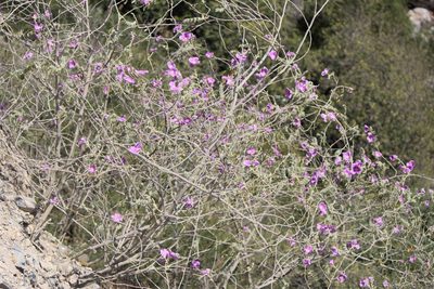 Morkillia mexicana, photographed by José Belem Hernández Díaz
