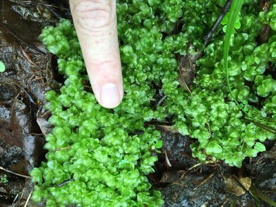 Rhizomnium appalachianum, photographed by Alan Weakley