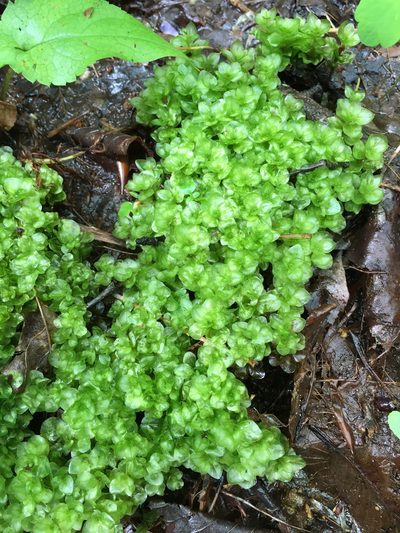 Rhizomnium appalachianum, photographed by Alan Weakley