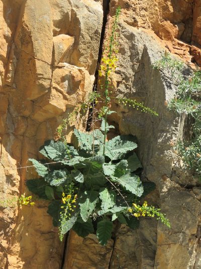 Verbascum arcturus, photographed by Ronald Flipphi