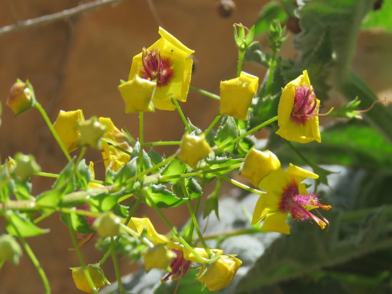 Verbascum arcturus, photographed by Ronald Flipphi