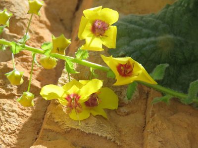 Verbascum arcturus, photographed by Ronald Flipphi