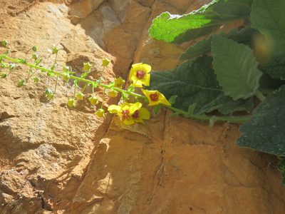 Verbascum arcturus, photographed by Ronald Flipphi