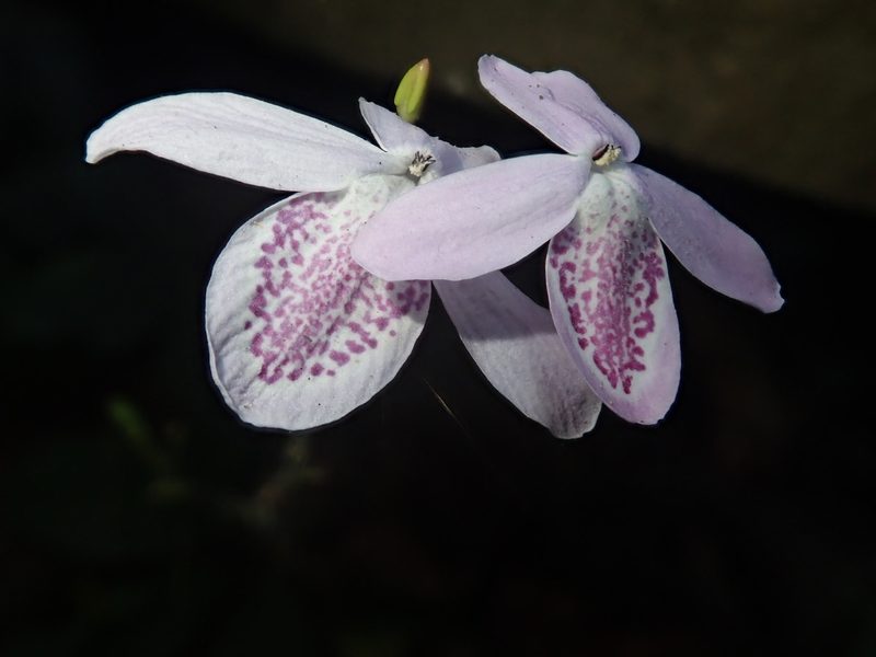Pseuderanthemum latifolium, photographed by Nolan Exe