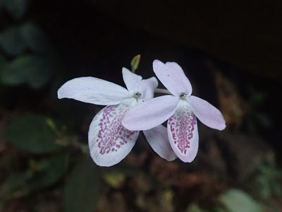 Pseuderanthemum latifolium, photographed by Nolan Exe